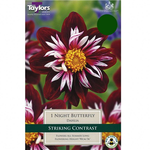 Dahlia Tuber 'Night Butterfly' Pre-pack
